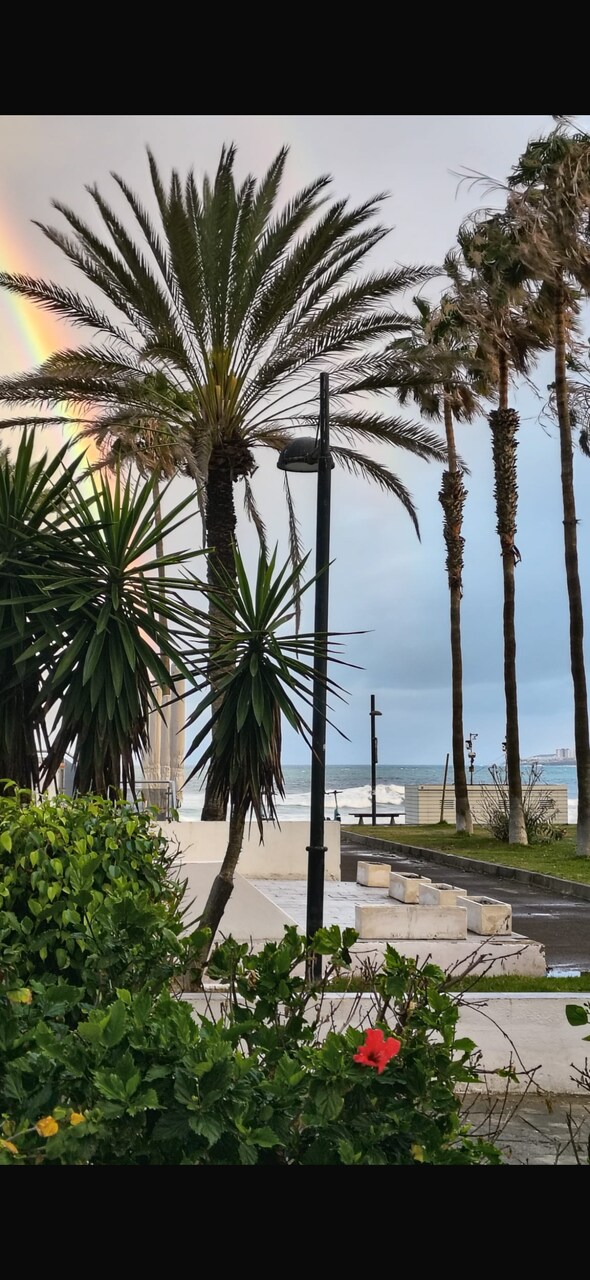 Palm trees on a seaside promenade
